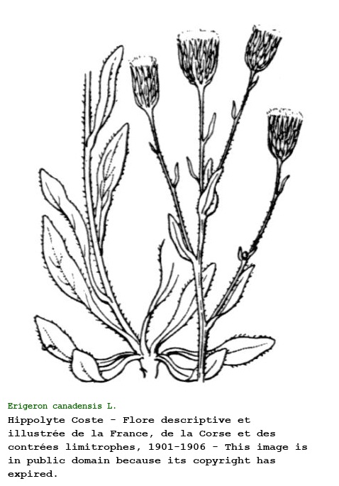Erigeron canadensis L.